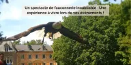 Un spectacle de fauconnerie inoubliable ! 
